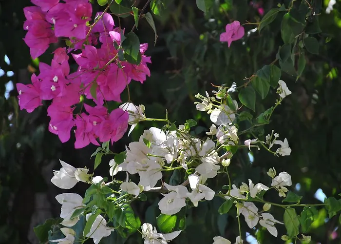 فندق مبيت وإفطار Uysal